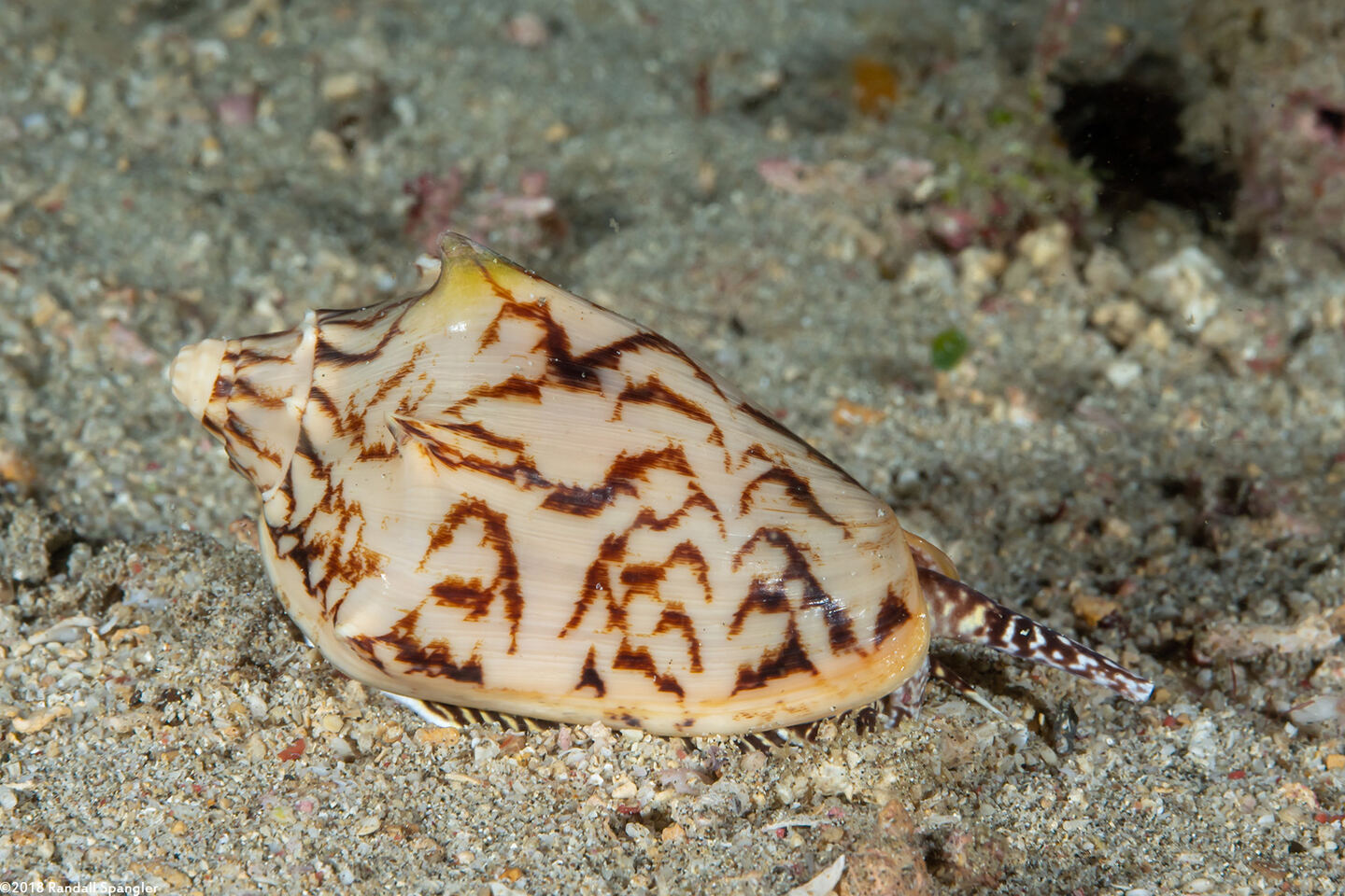 Cymbiola vespertilio (Bat Volute)