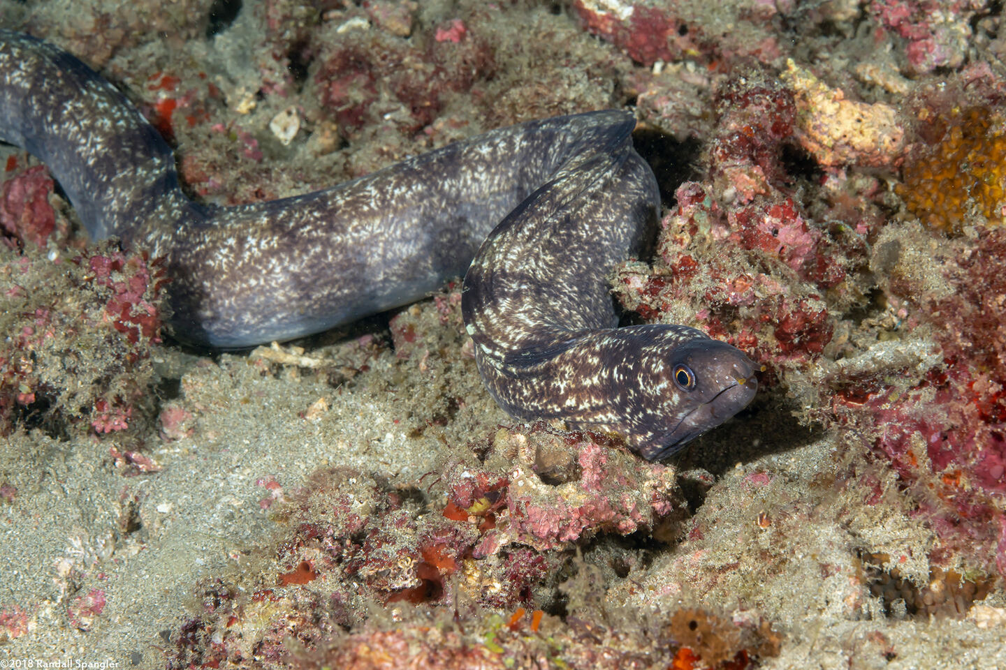 Gymnothorax enigmaticus (Enigmatic Moray)
