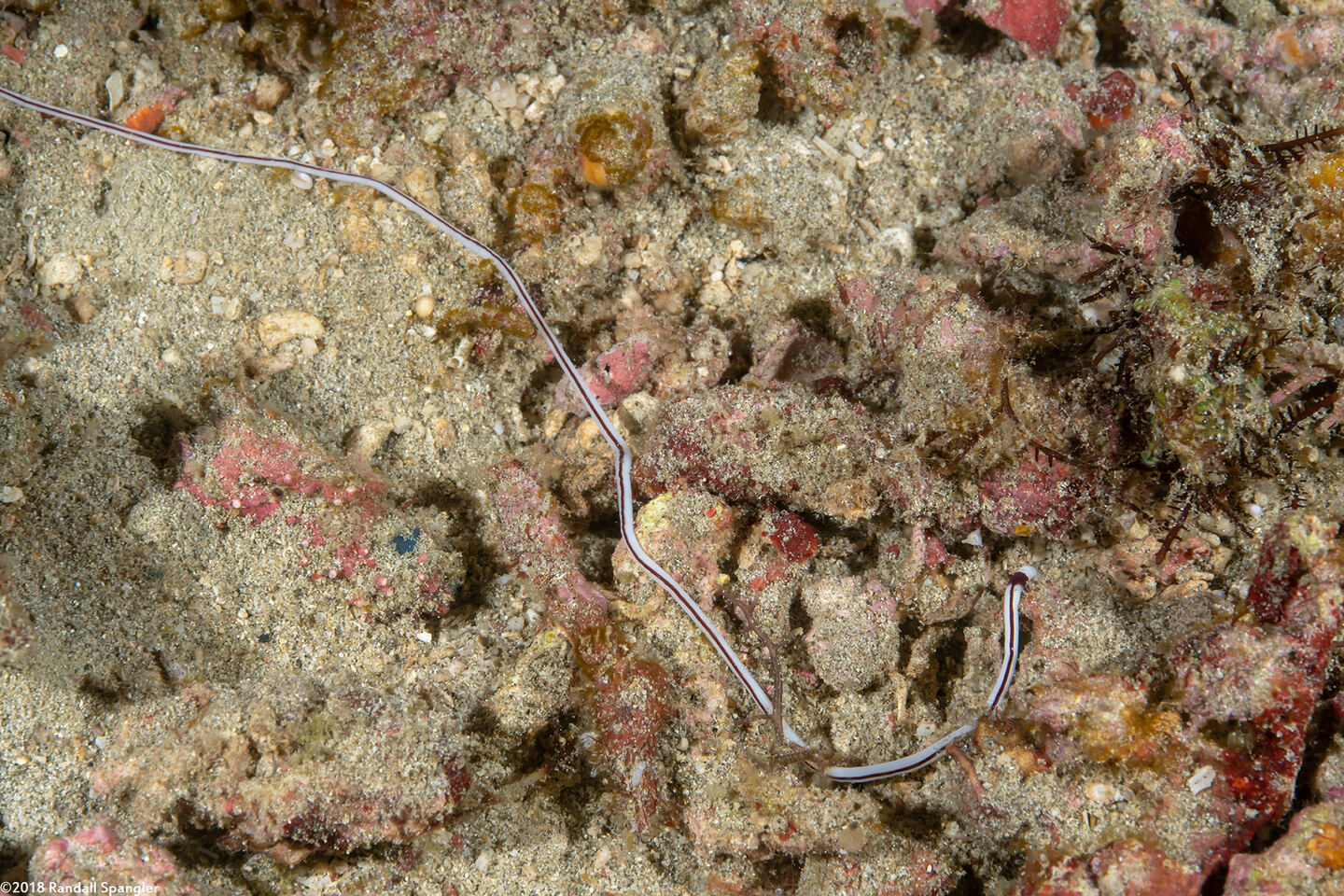 Baseodiscus hemprichii (Striped Ribbon Worm)