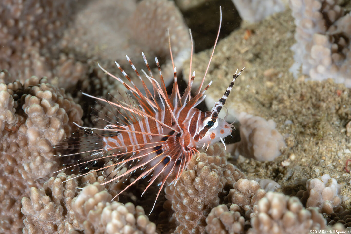 Pterois antennata (Spotfin Lionfish)