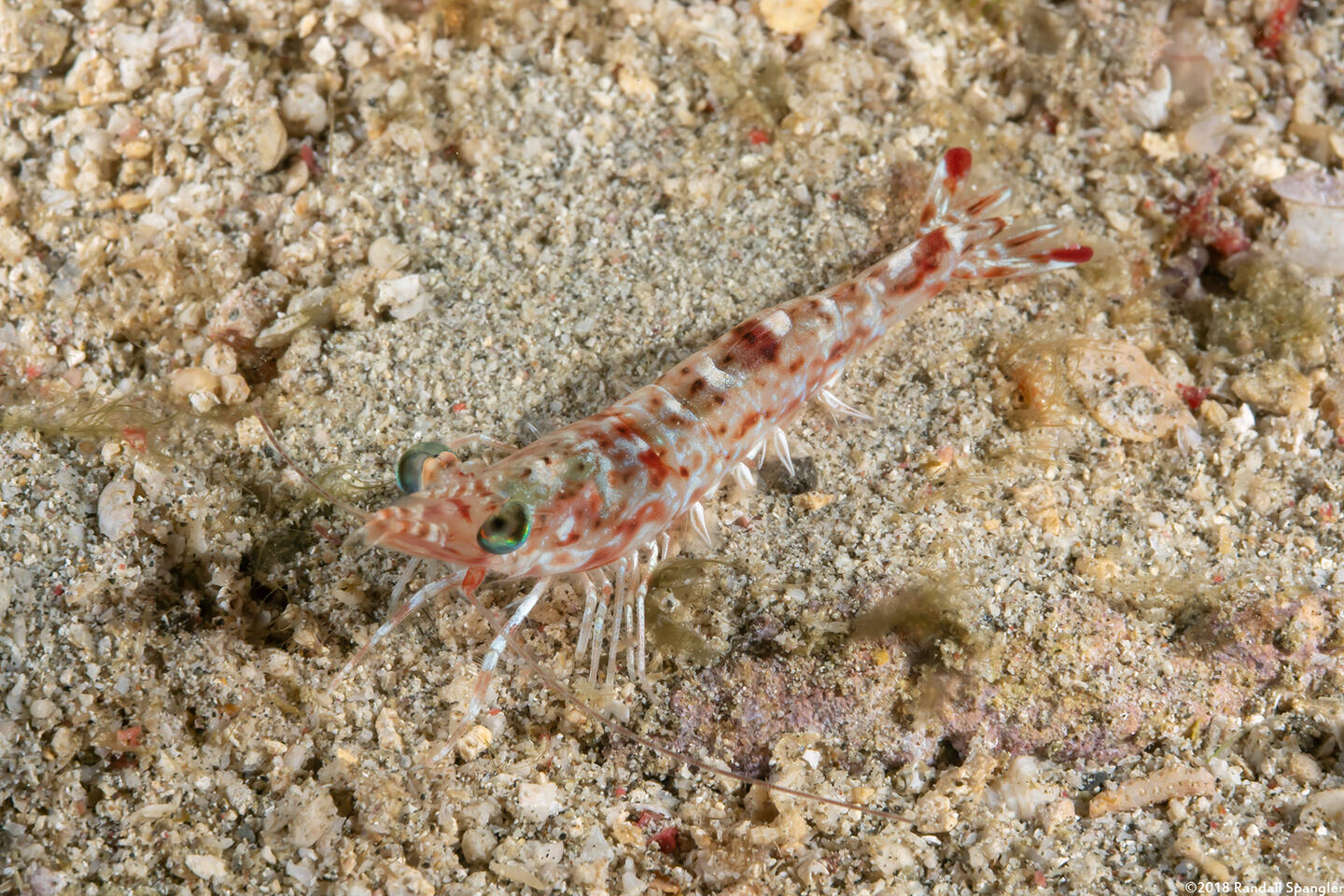 Metapenaeopsis sp.1 (Metapenaeopsis sp.1)