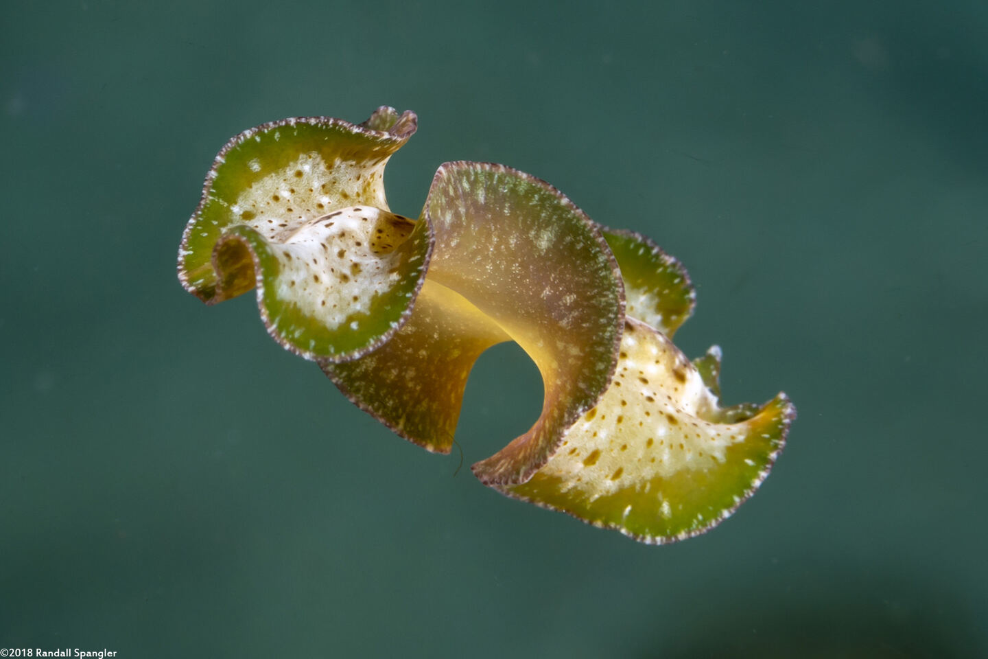 Pseudobiceros cf. kryptos (Pseudobiceros cf. Kryptos)