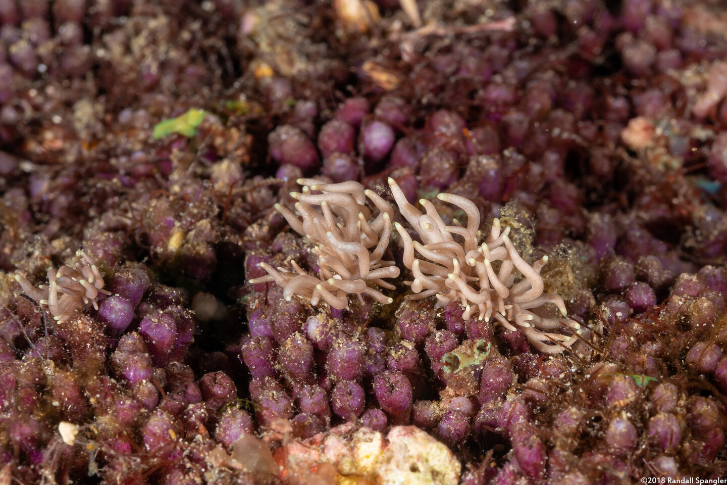 Phyllodesmium briareum (Yellow-Tipped Phyllodesmium)