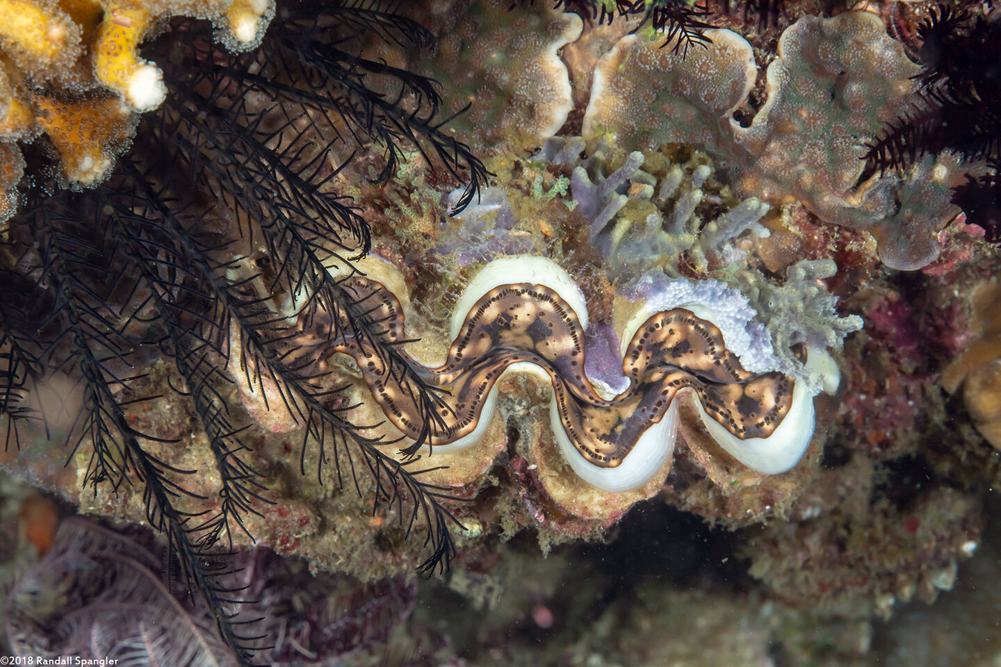 Tridacna squamosa (Fluted Giant Clam)