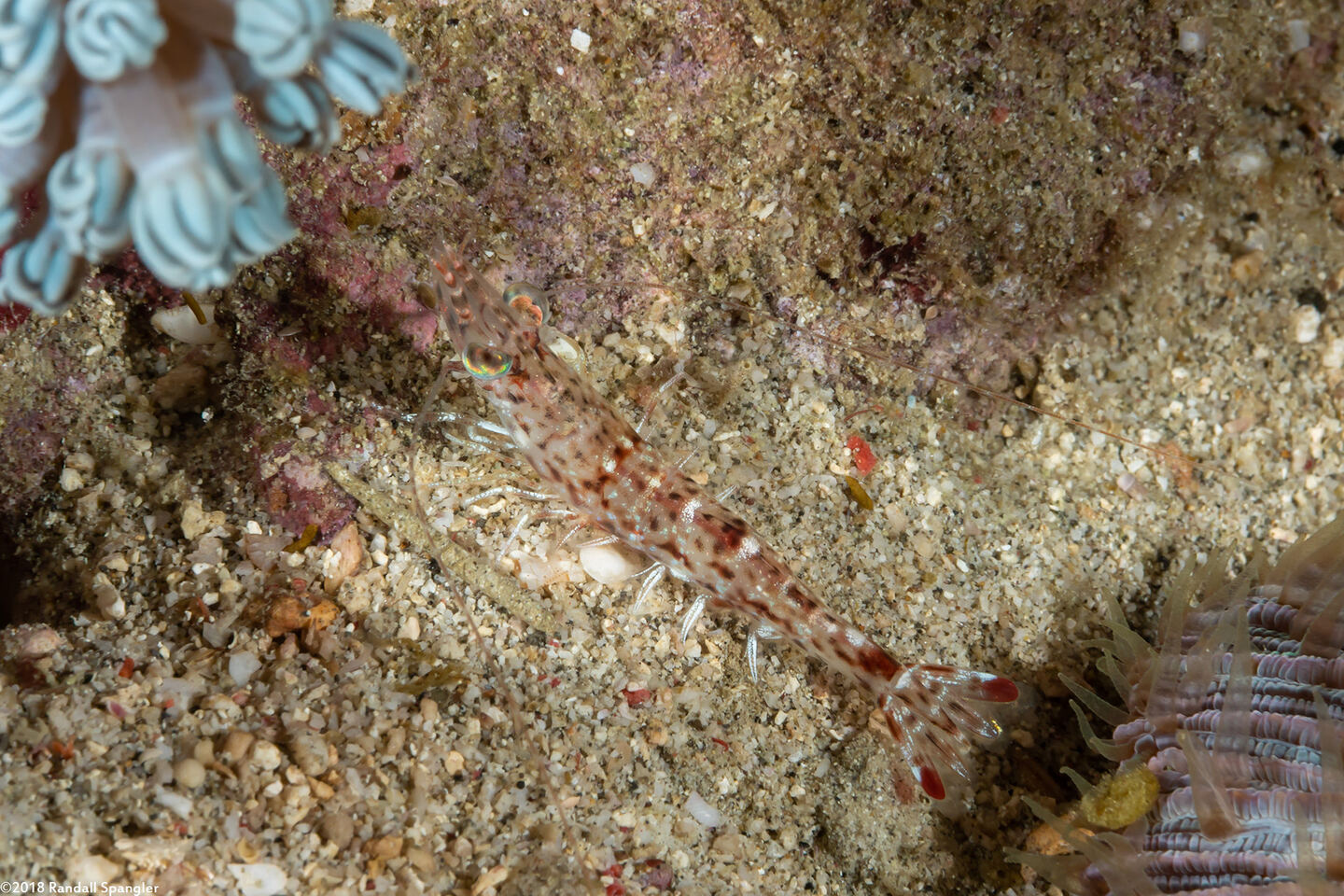 Metapenaeopsis sp.1 (Metapenaeopsis sp.1)