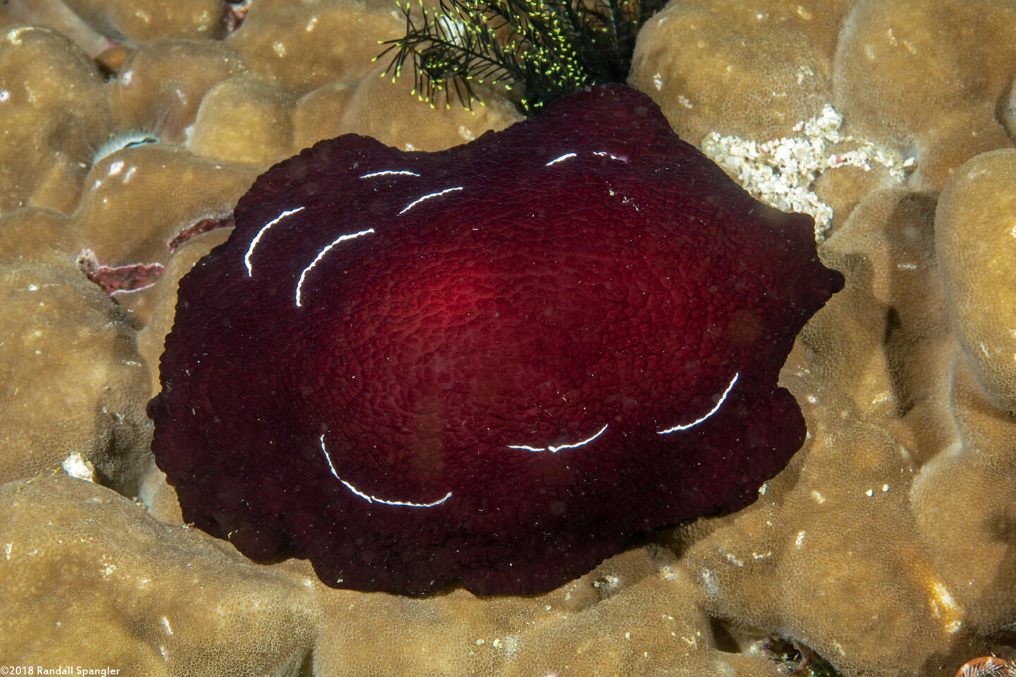 Pleurobranchus forskalii (Forsskal's Pleurobranch)