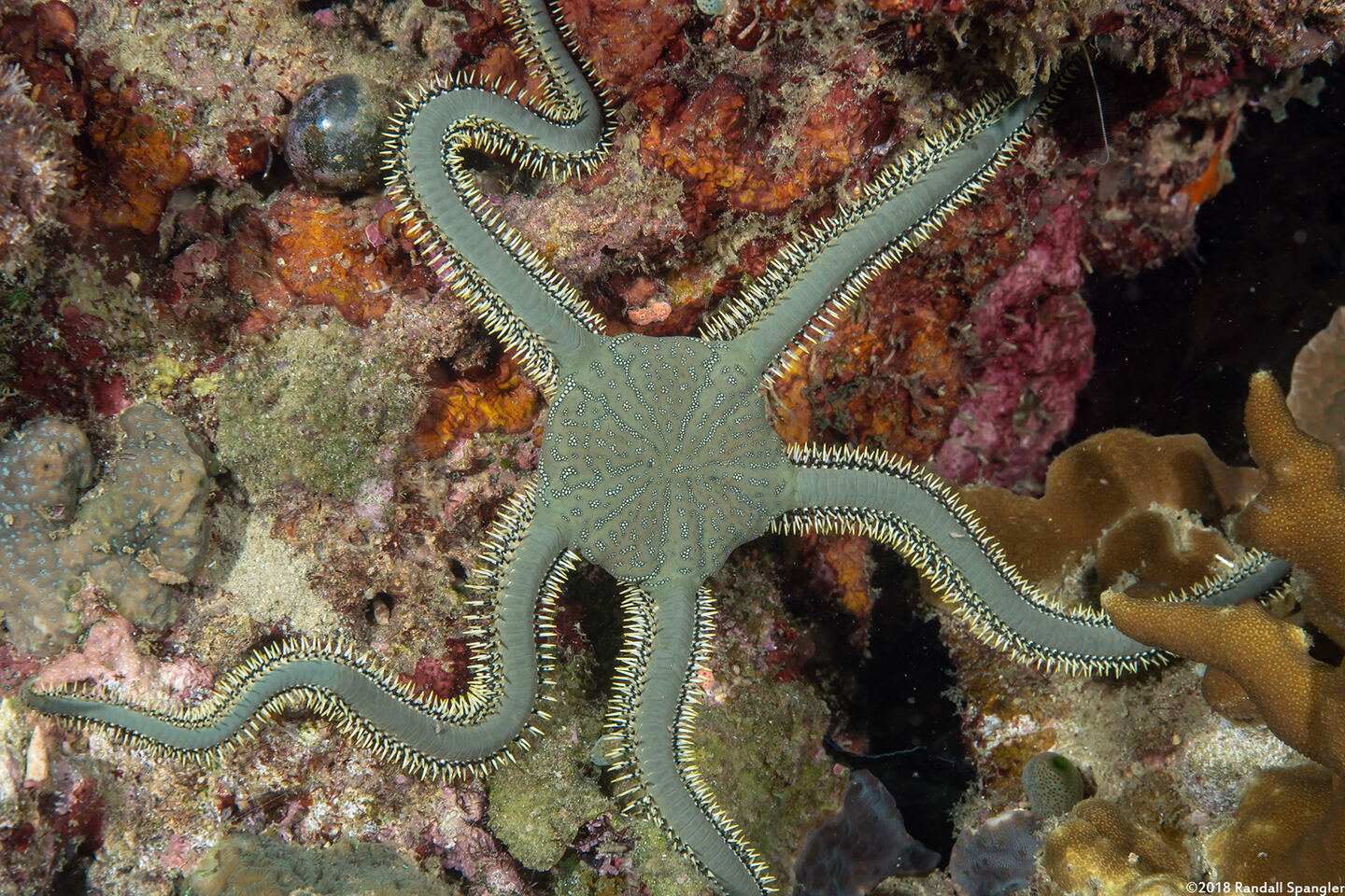 Ophiarachna incrassata (Stout Green Brittle Star)