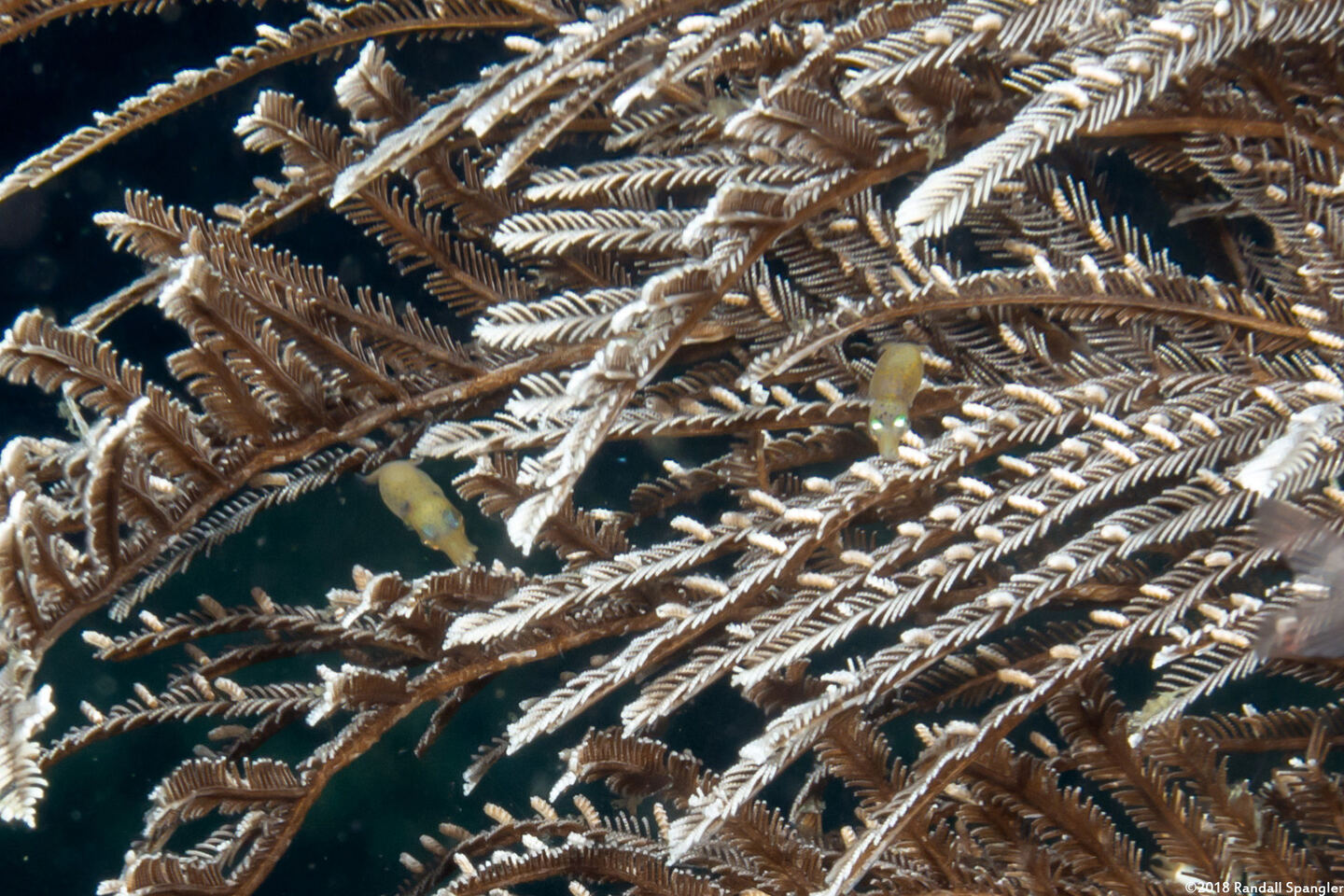 Idiosepius pygmaeus (Twotone Pygmy Squid)