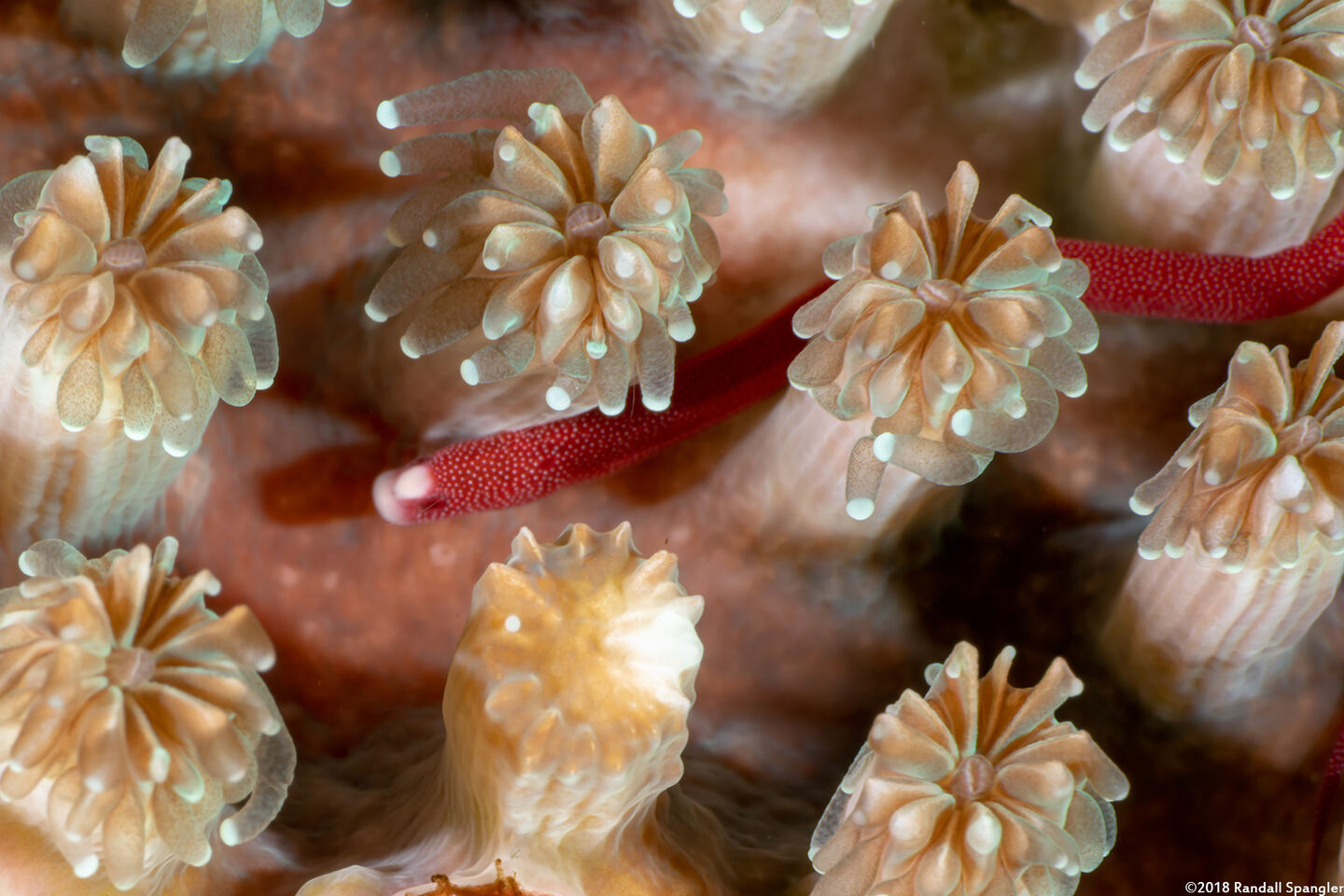 Bulbonaricus brauni (Braun's Pugheaded Pipefish)