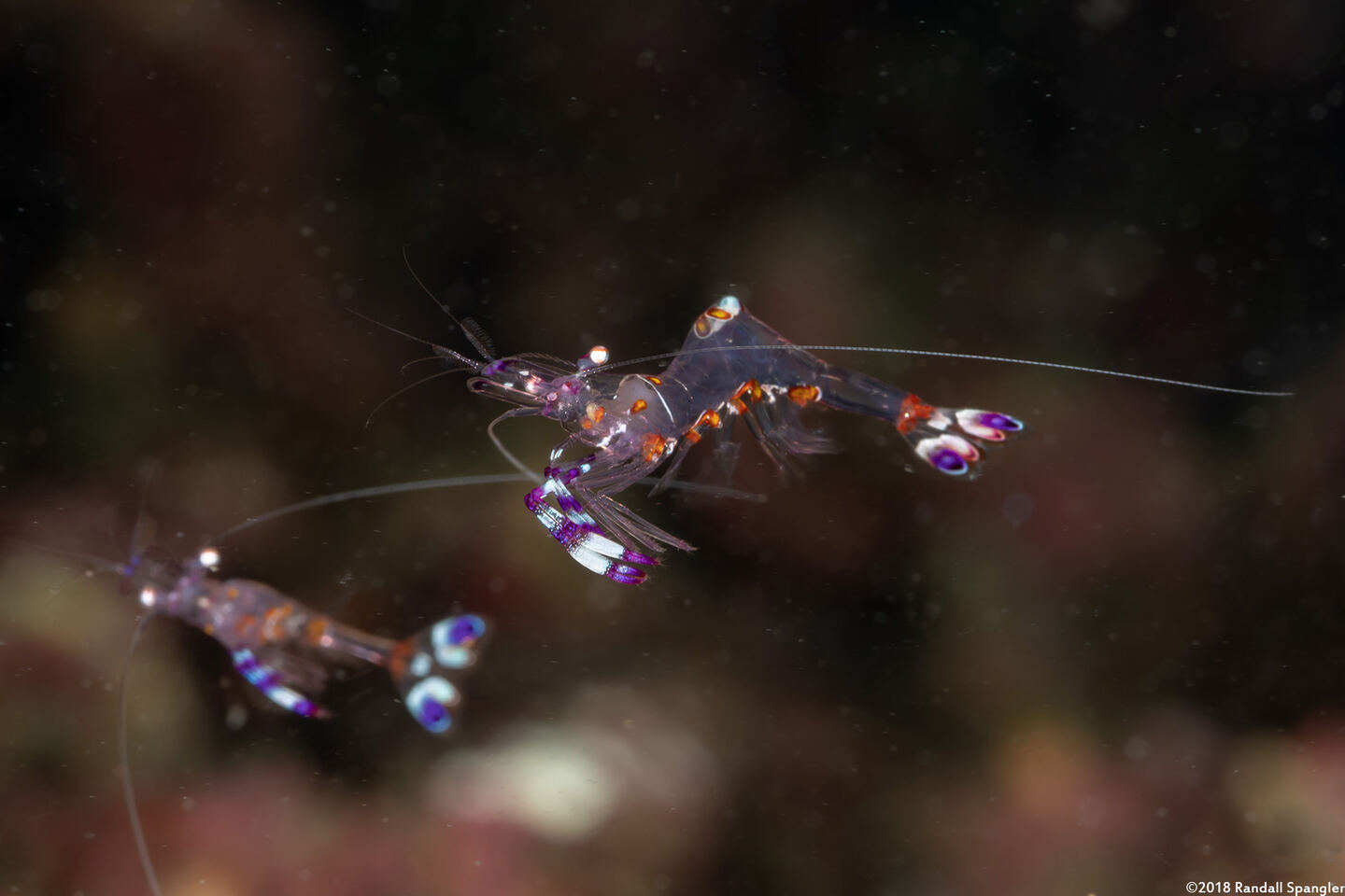 Ancylomenes luteomaculatus (Yellow-Spotted Anemone Shrimp)