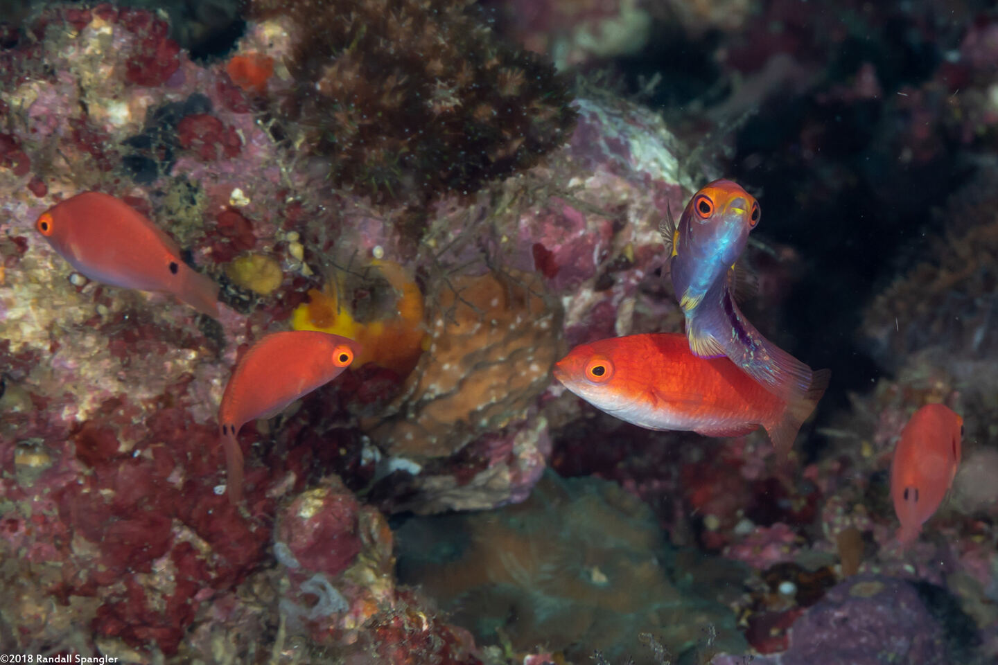 Cirrhilabrus lubbocki (Yellowback Fairy Wrasse)