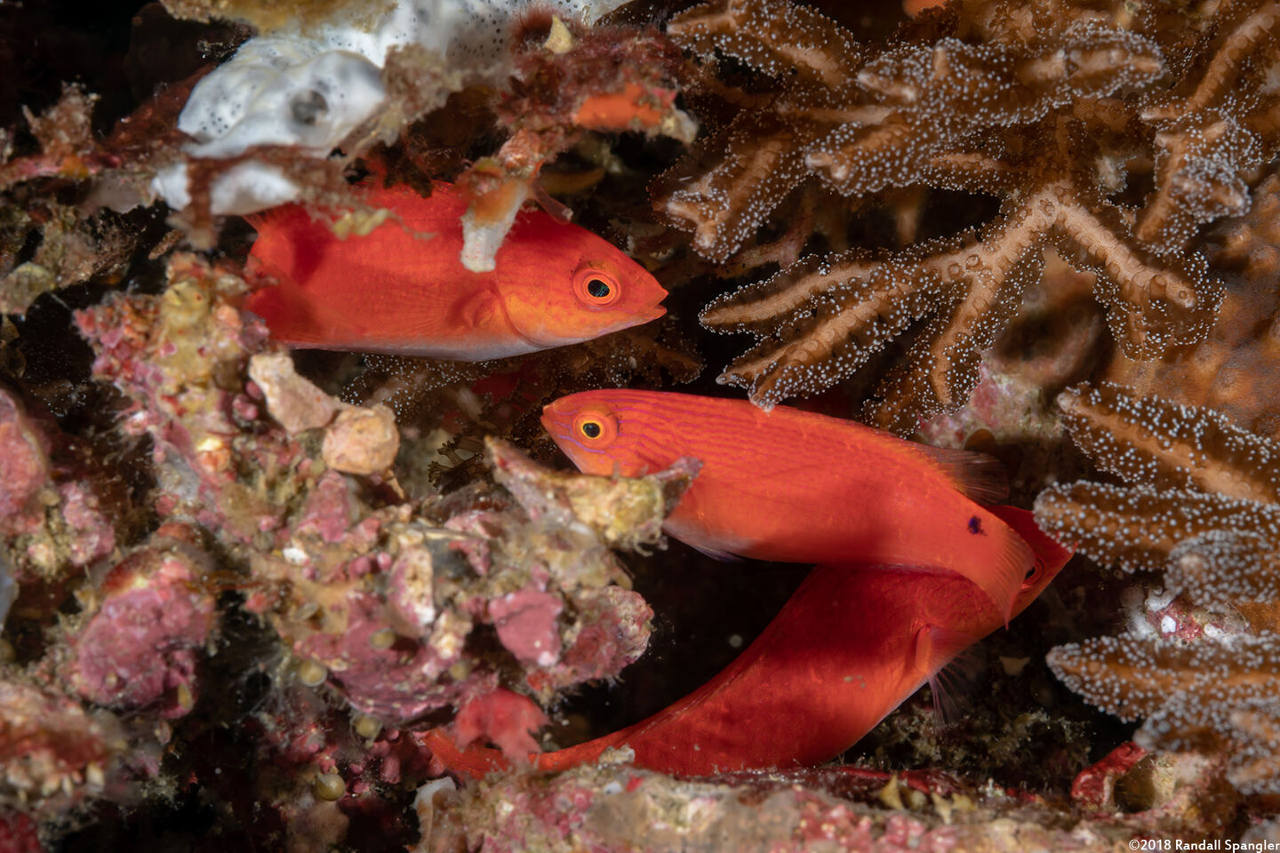 Cirrhilabrus lubbocki (Yellowback Fairy Wrasse)