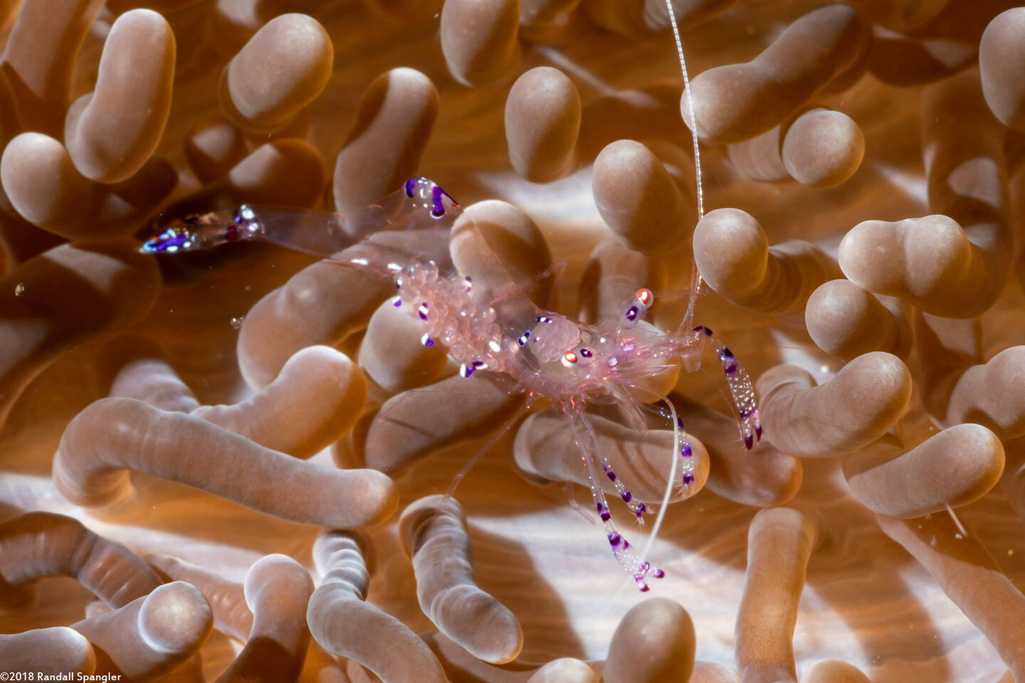 Ancylomenes sarasvati (Sarasvati Anemone Shrimp)