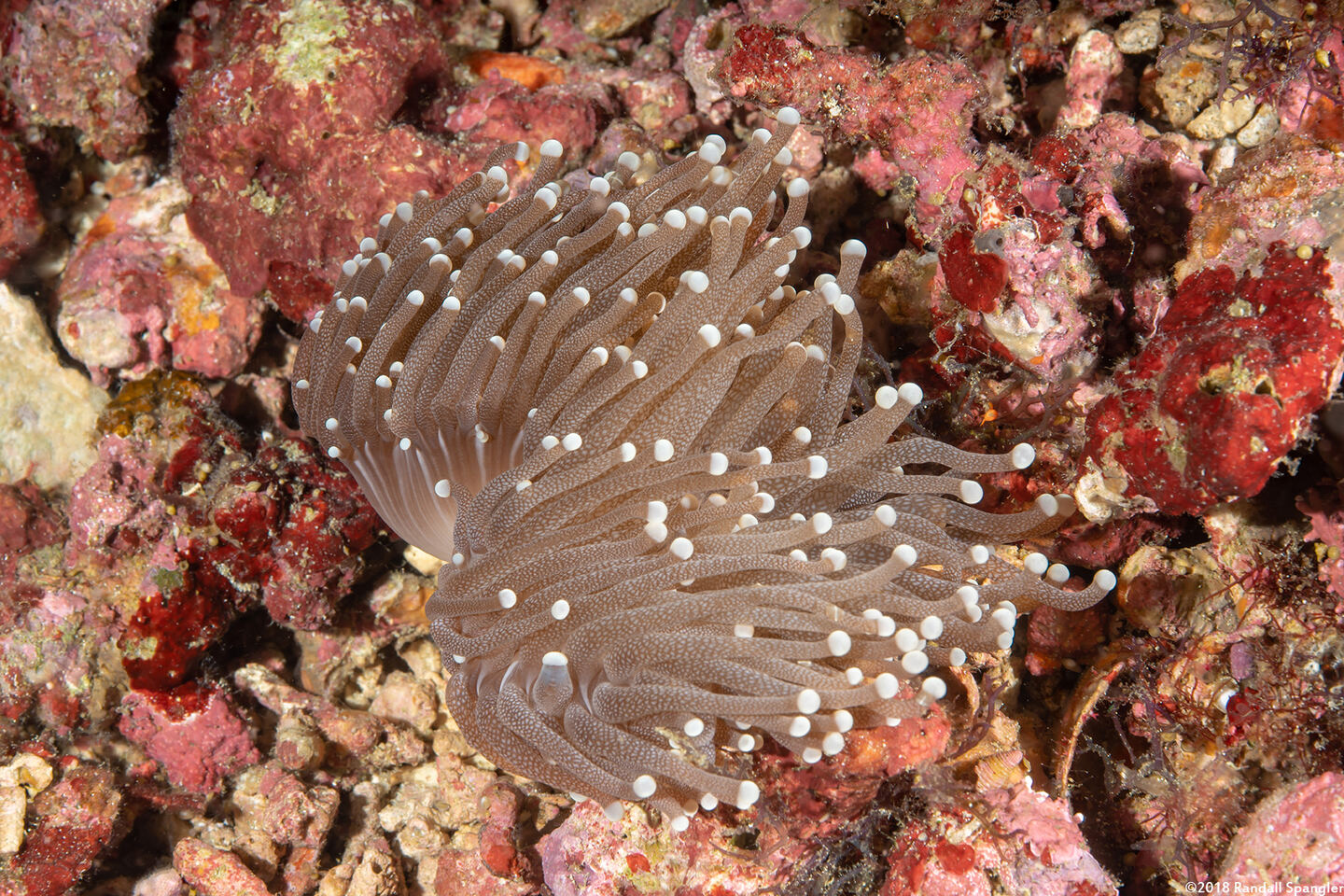 Euphyllia glabrescens (Euphyllia Glabrescens)
