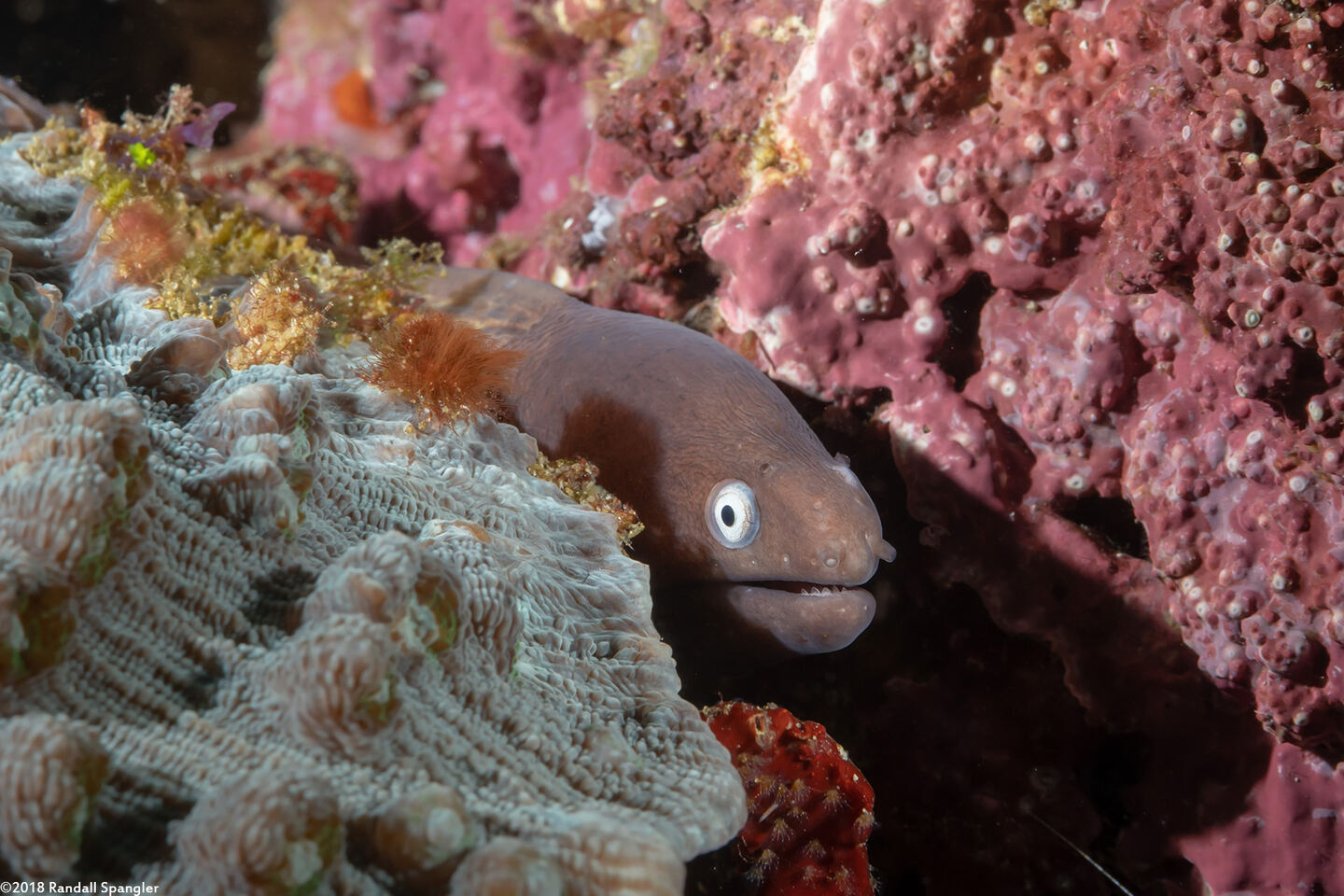 Gymnothorax thyrsoideus (White-Eyed Moray)