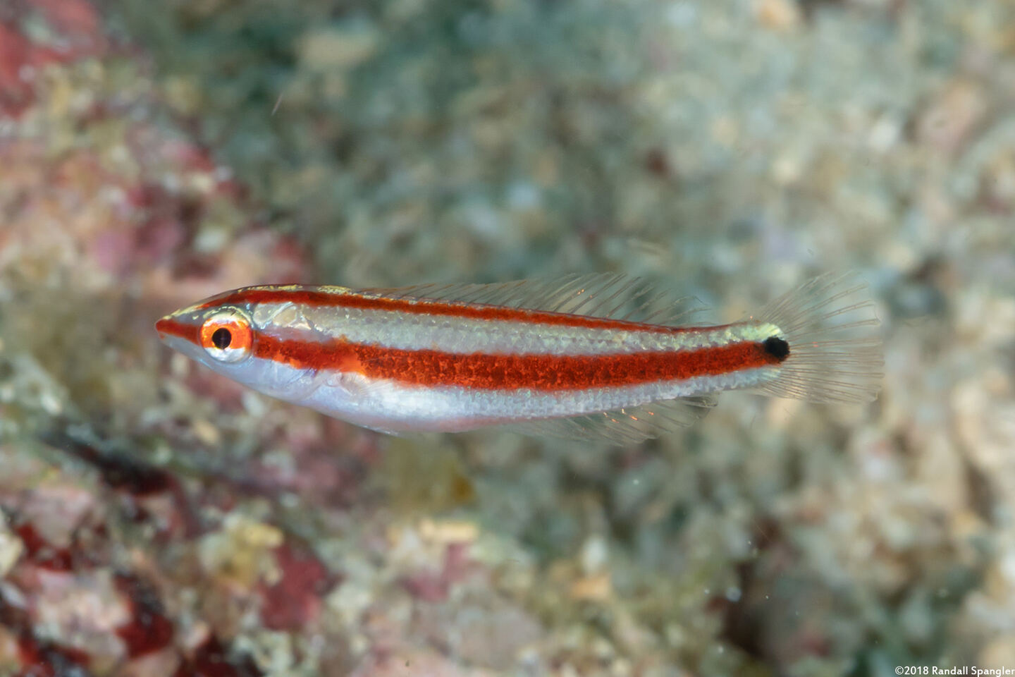 Halichoeres hartzfeldii (Goldstripe Wrasse)