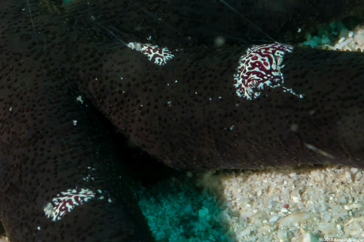 Coeloplana astericola (Creeping Comb Jelly)