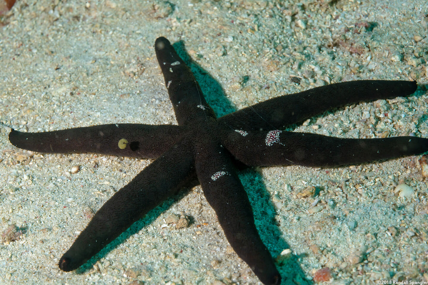 Echinaster luzonicus (Luzon Sea Star)