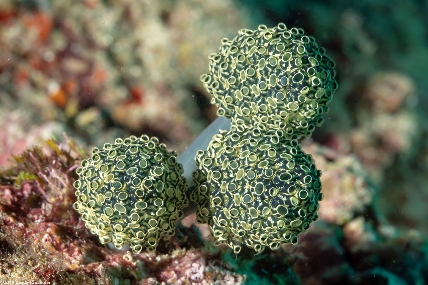 Nephtheis fascicularis (Nephtheis Fascicularis)