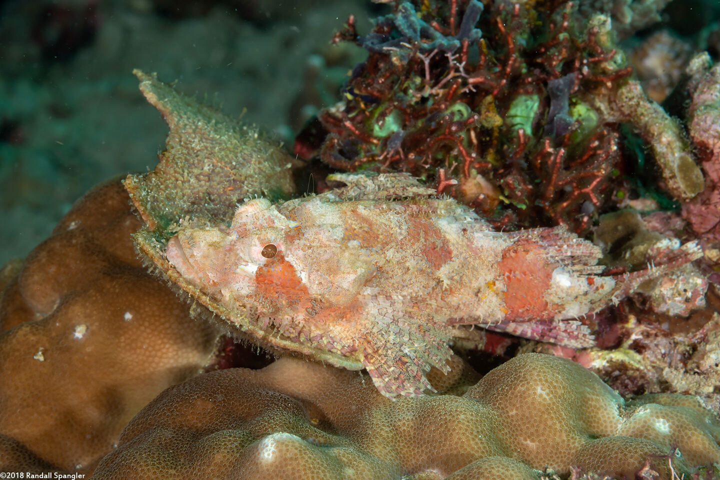 Scorpaenopsis diabolus (Devil Scorpionfish)