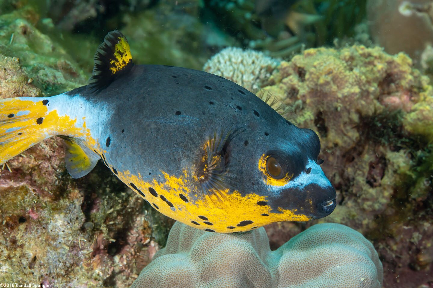 Arothron nigropunctatus (Blackspotted Puffer)