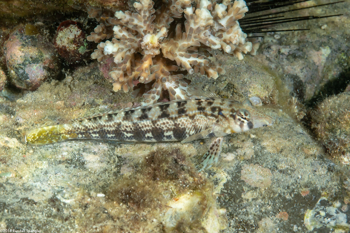 Parapercis cylindrica (Sharpnose Sandperch)