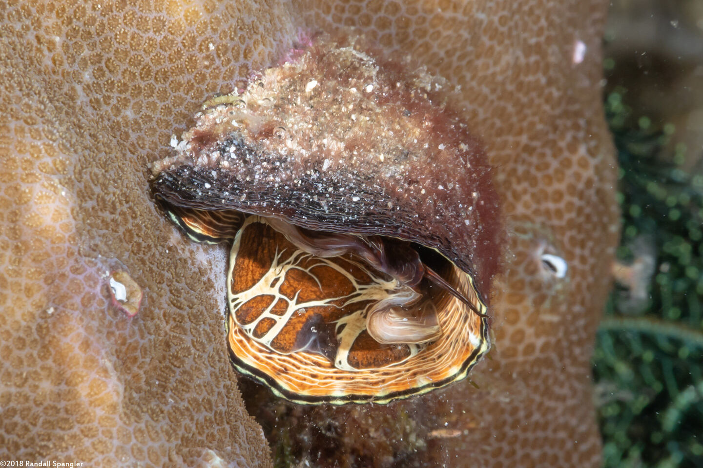 Thylacodes grandis (Grand Coral Worm Snail)