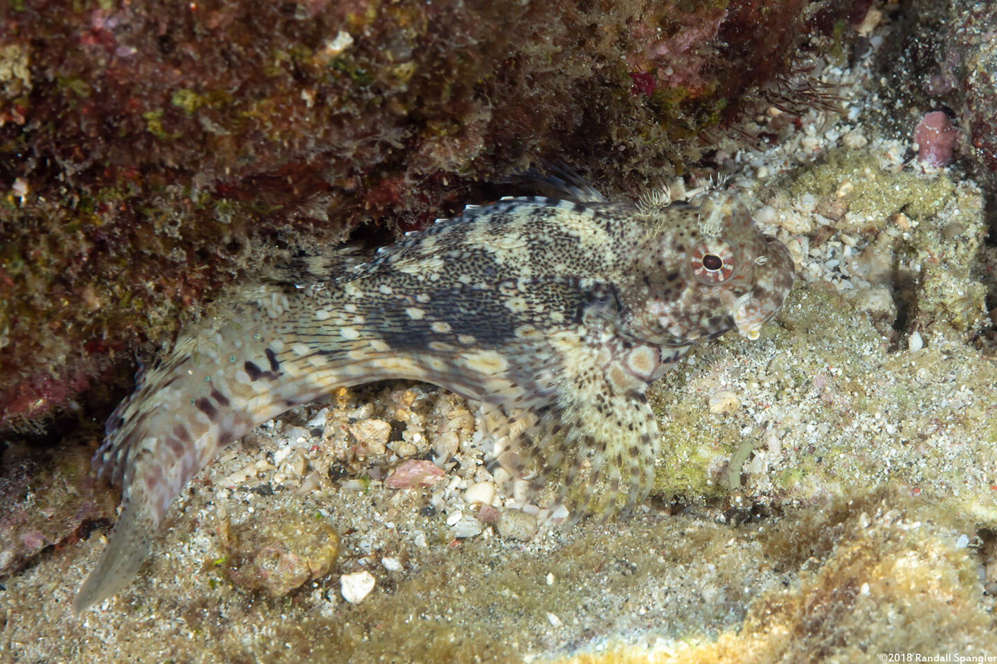 Salarias fasciatus (Jewelled Blenny)