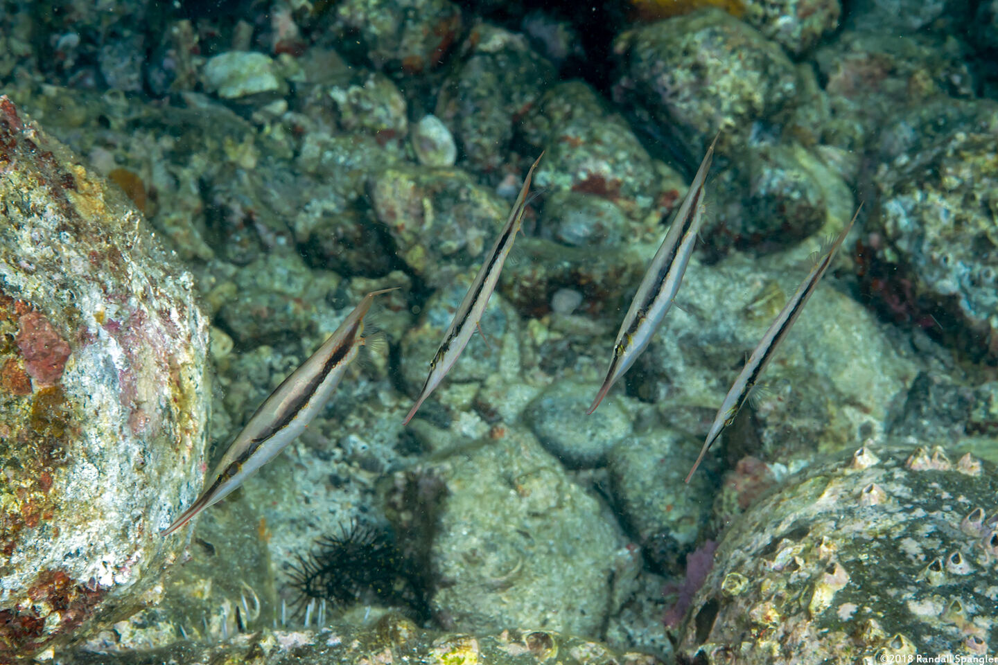 Aeoliscus strigatus (Hinged Shrimpfish)