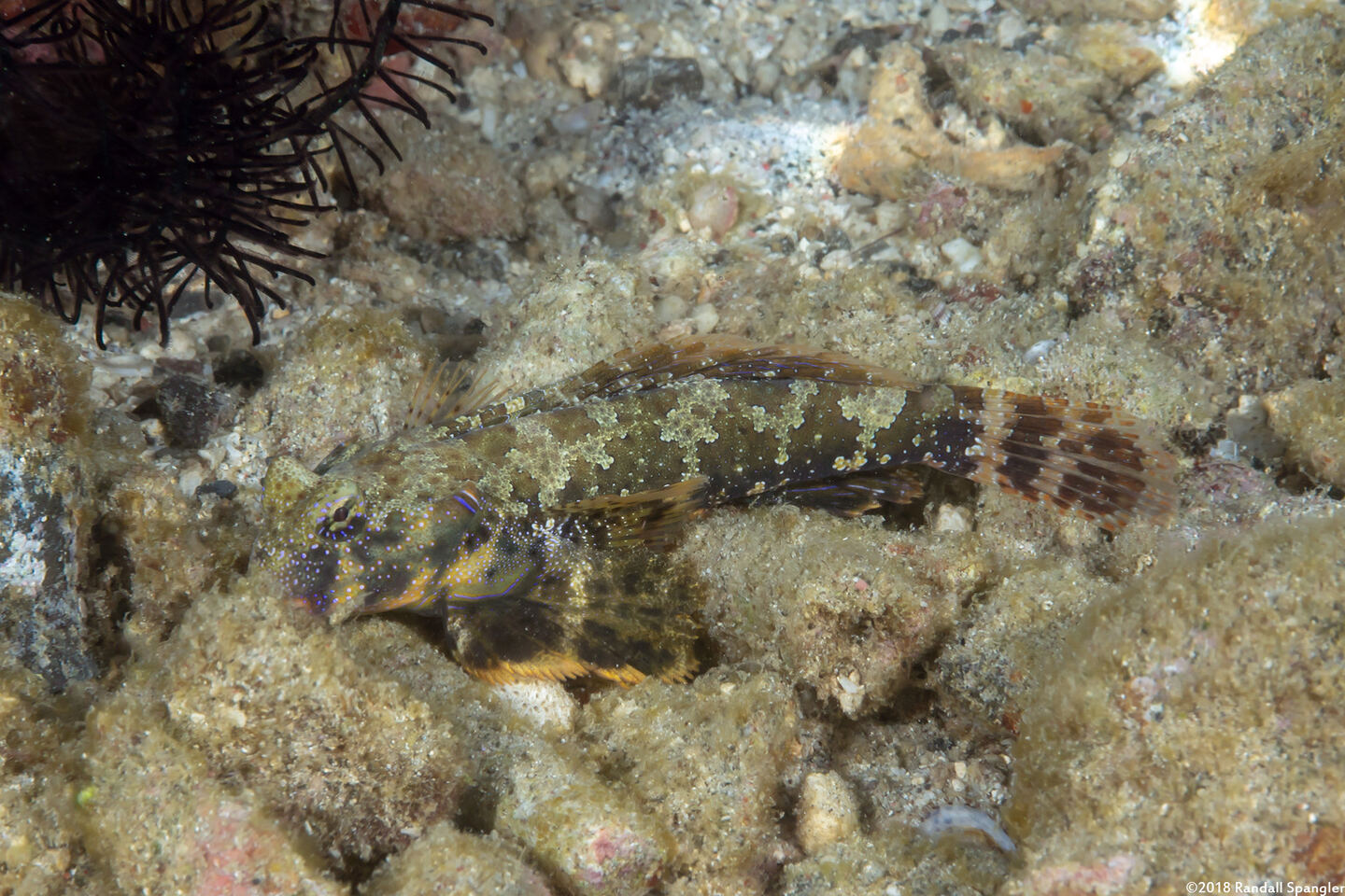 Neosynchiropus ocellatus (Ocellated Dragonet)