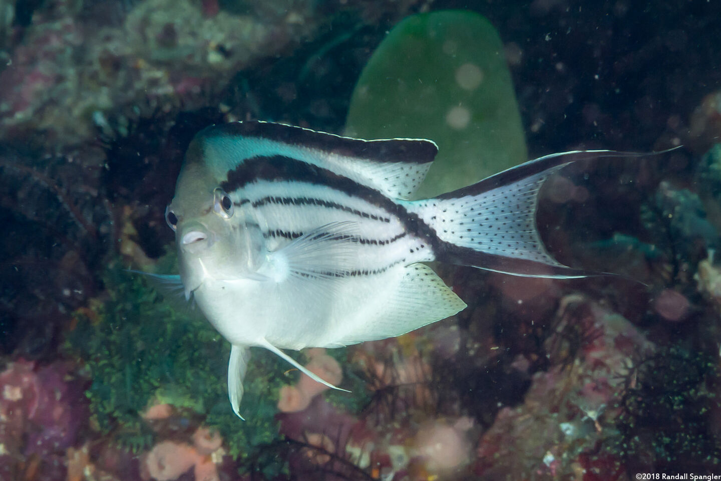 Genicanthus lamarck (Blackstriped Angelfish)