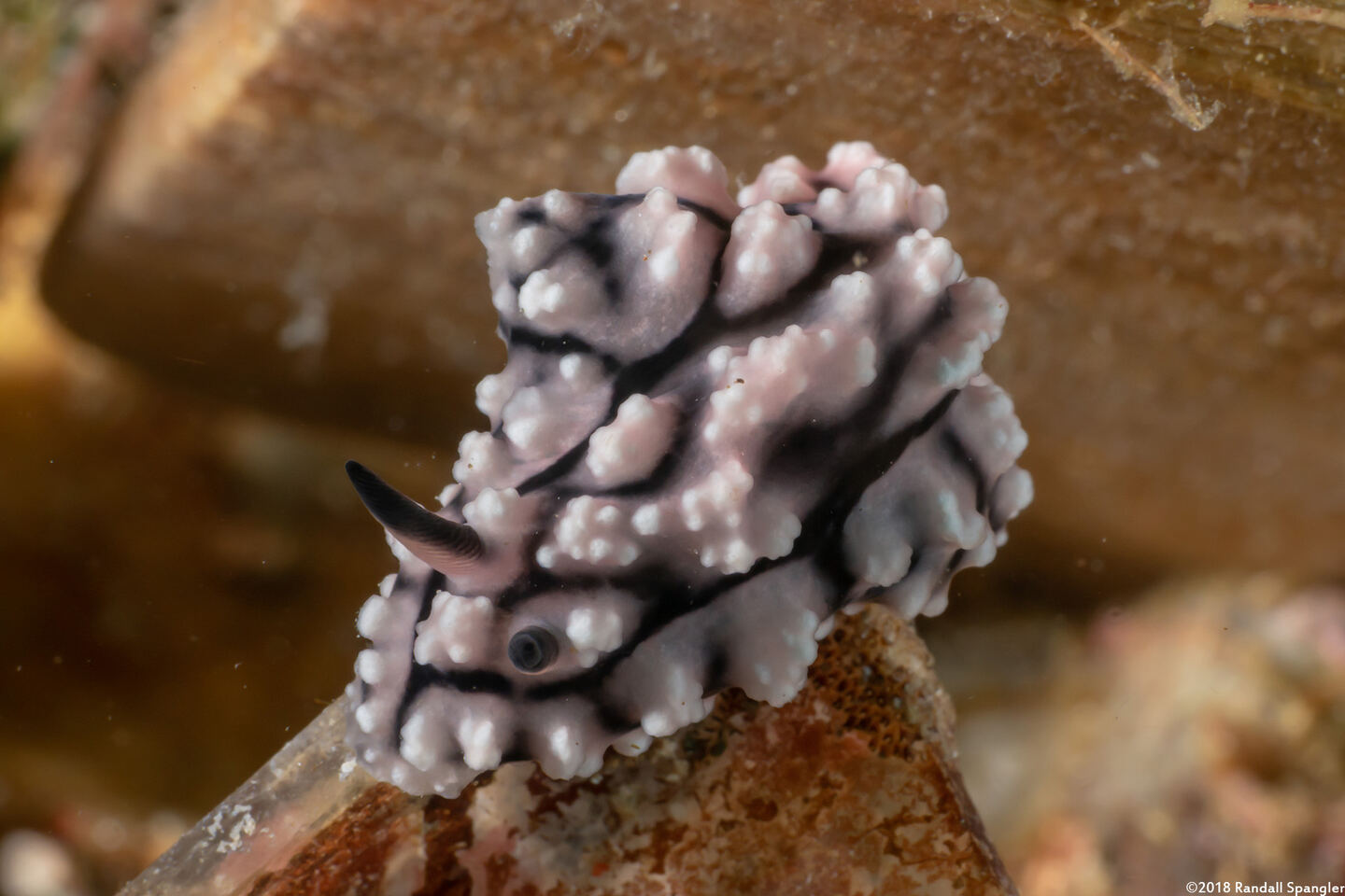 Phyllidiopsis fissurata (Phyllidiopsis Fissurata)