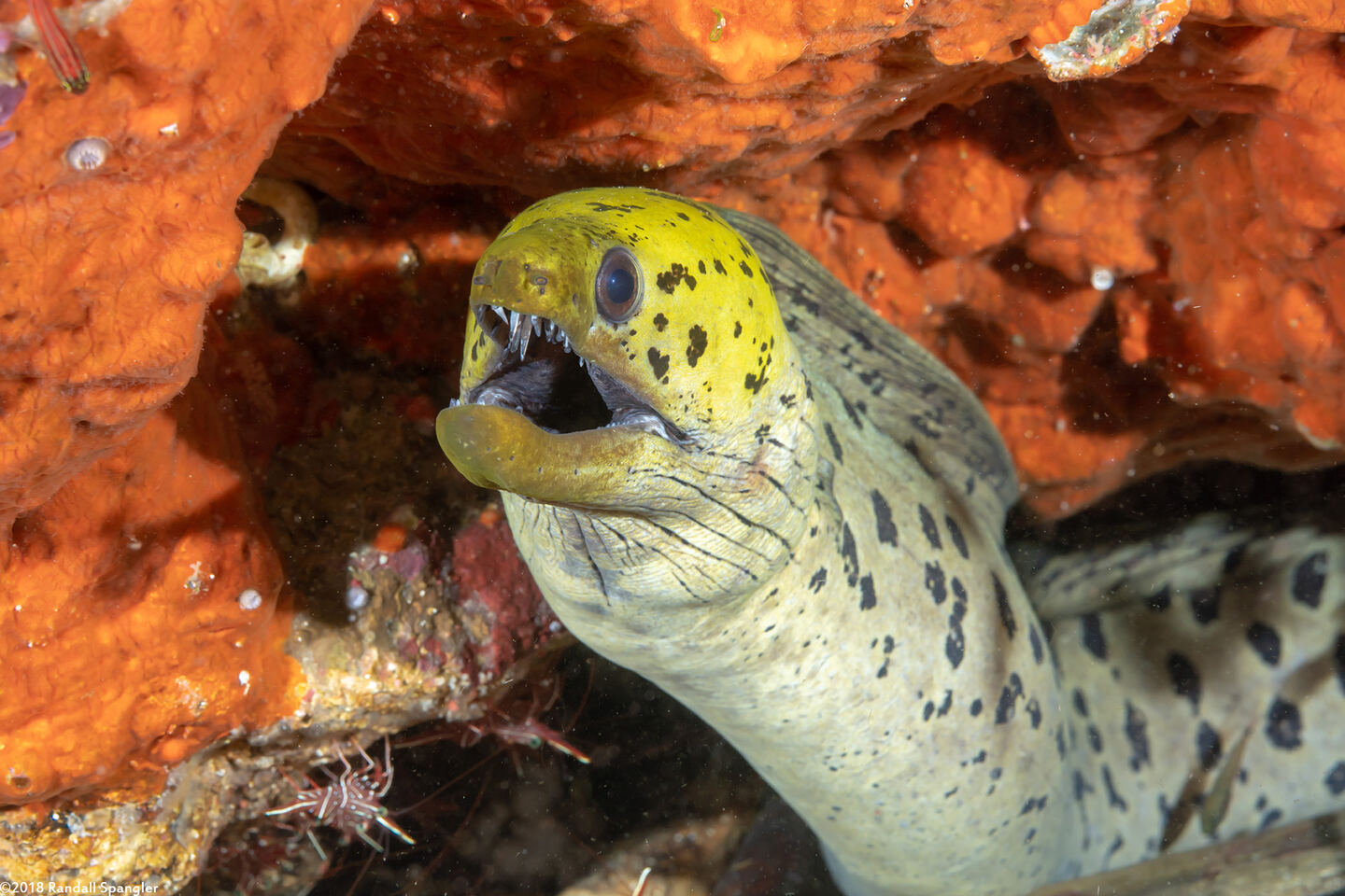 Gymnothorax fimbriatus (Fimbriated Moray)