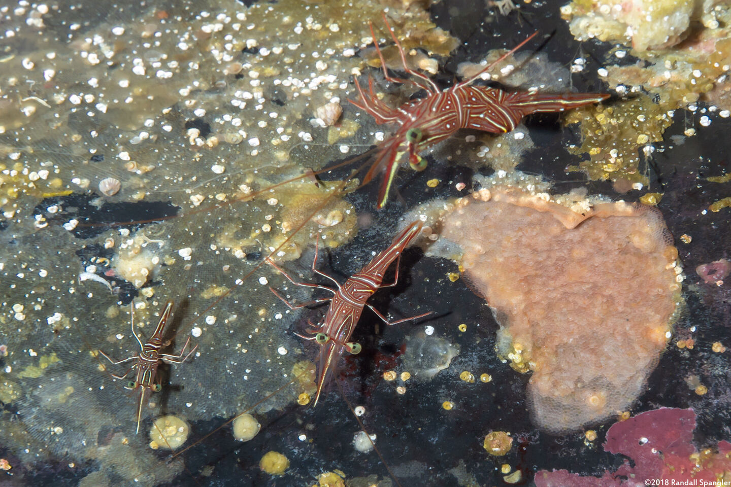 Rhynchocinetes durbanensis (Dancing Shrimp)