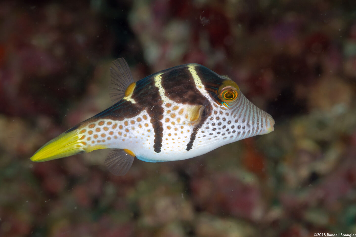 Canthigaster valentini (Black-Saddled Toby)
