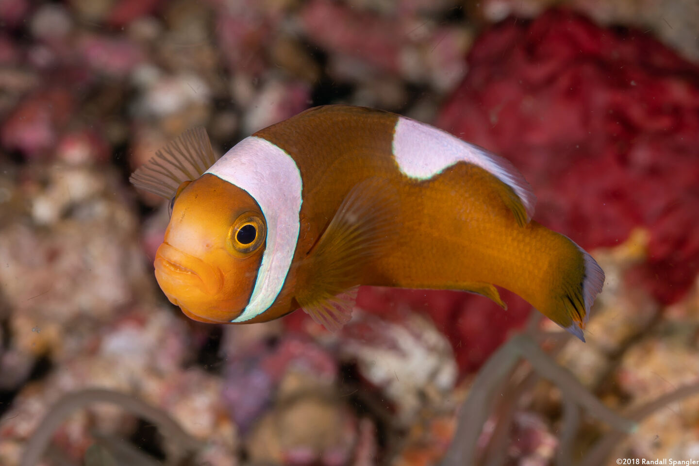 Amphiprion polymnus (Saddleback Anemonefish)