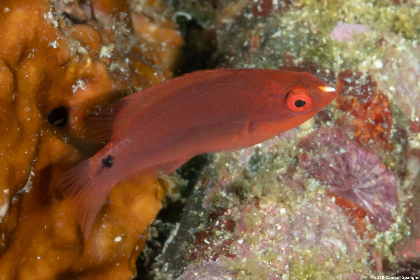 Cirrhilabrus lubbocki (Yellowback Fairy Wrasse)