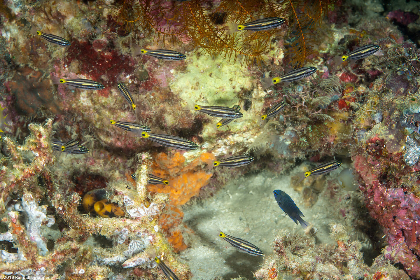 Cheilodipterus quinquelineatus (Fivelined Cardinalfish)