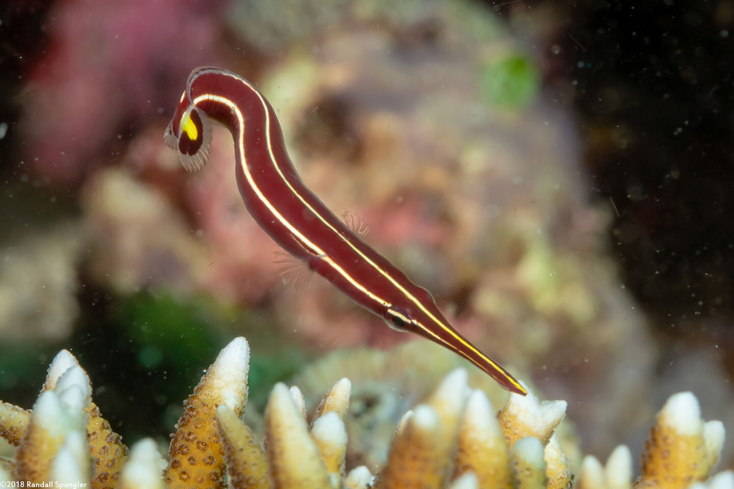 Diademichthys lineatus (Urchin Clingfish)