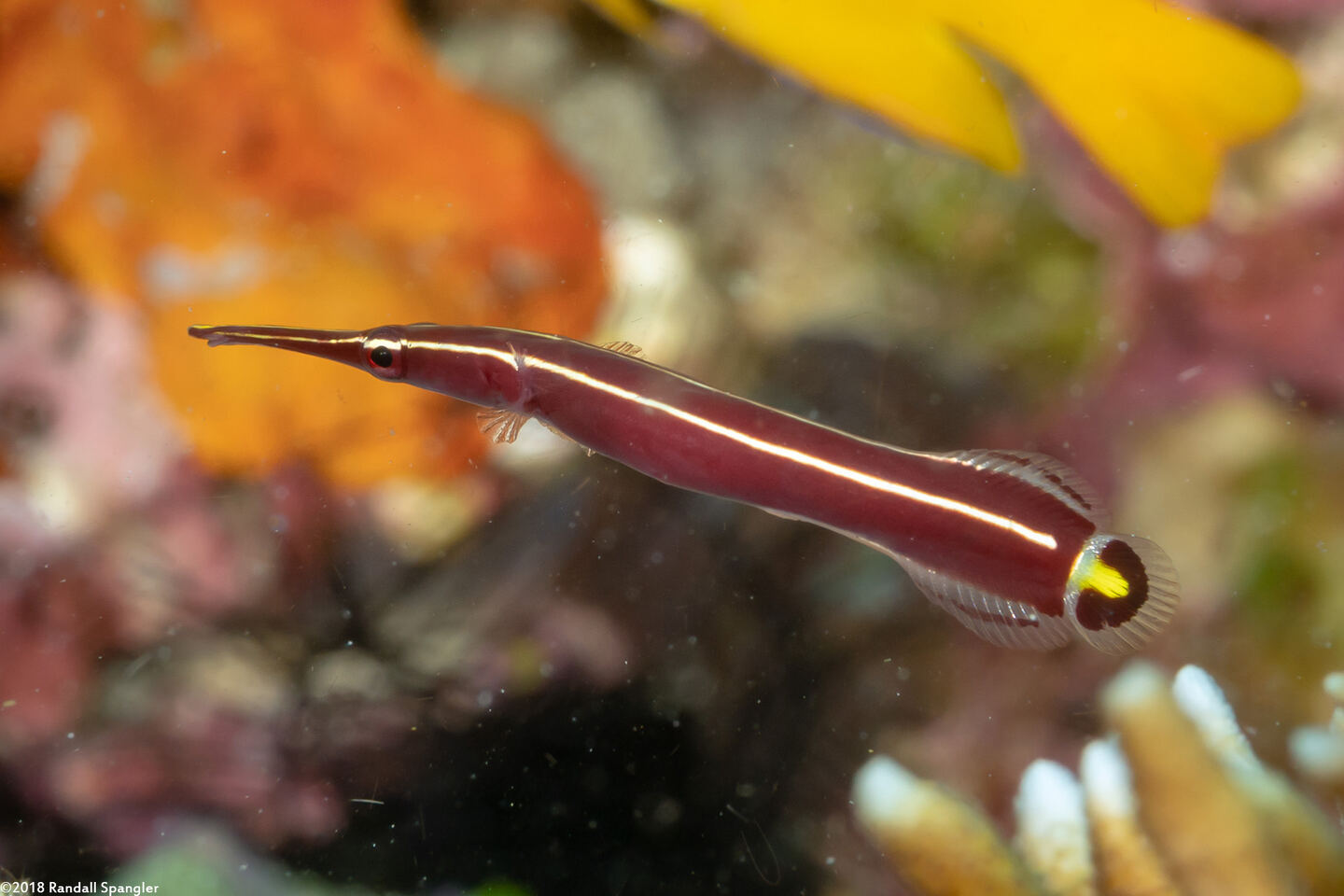 Diademichthys lineatus (Urchin Clingfish)