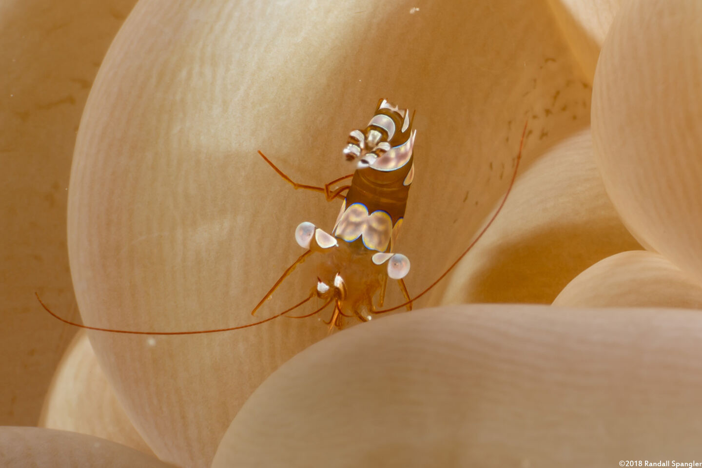 Thor amboinensis (Squat Shrimp)
