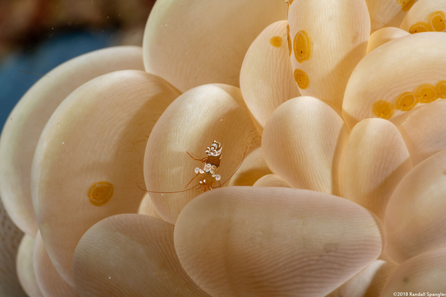 Plerogyra sinuosa (Pearl Bubble Coral)