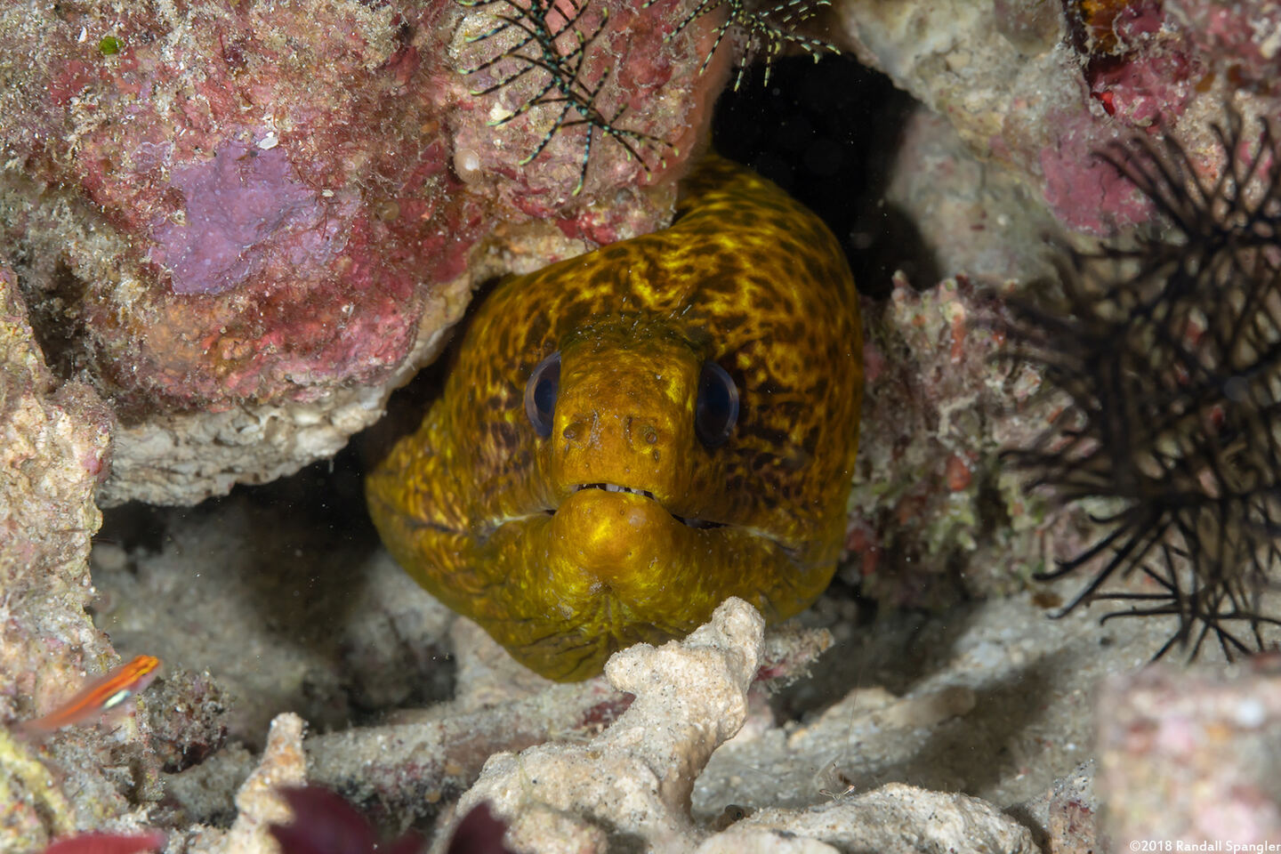 Gymnothorax javanicus (Giant Moray)