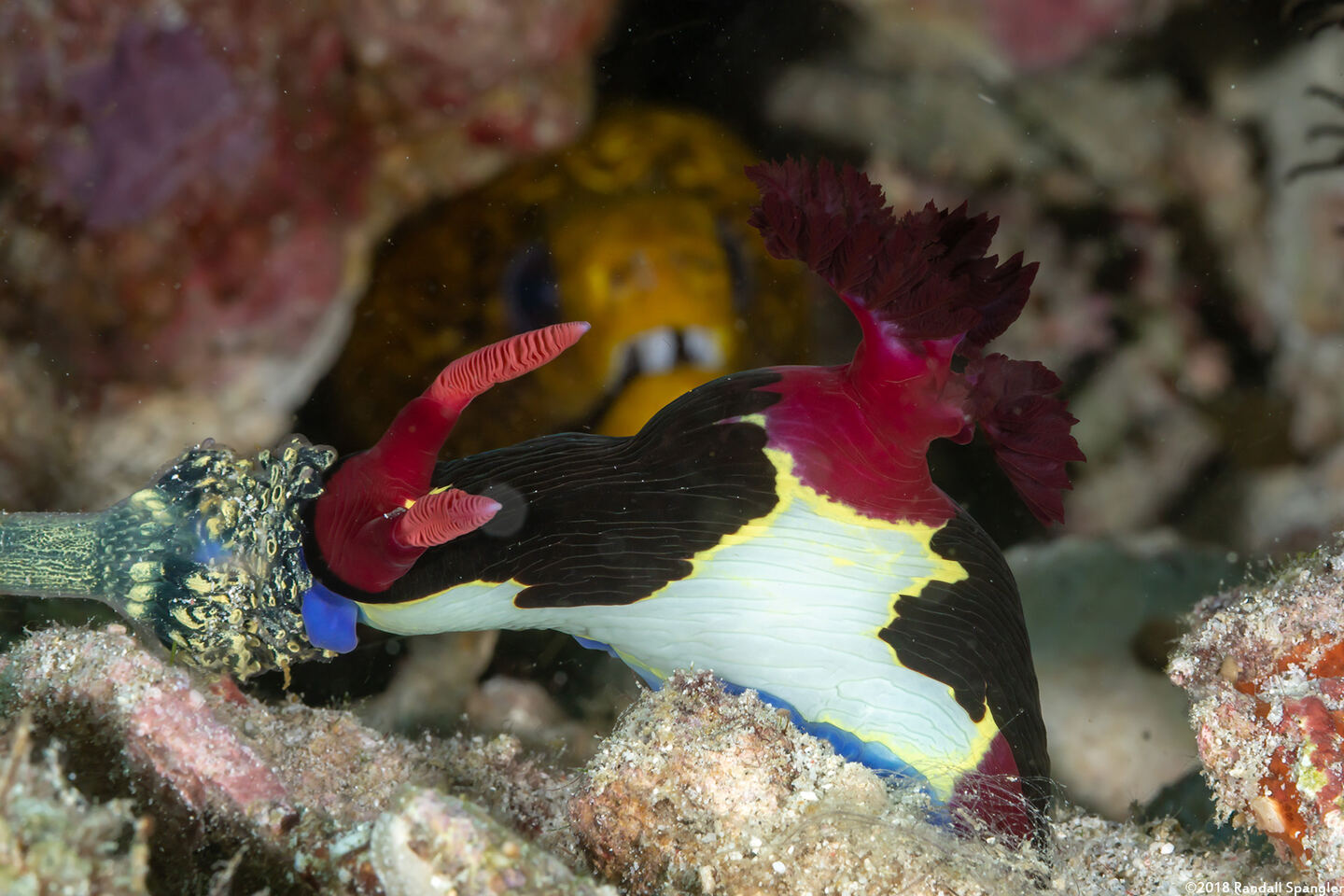 Nembrotha chamberlaini (Chamberlain's Nembrotha); Eating Nephtheis fascicularis tunicates