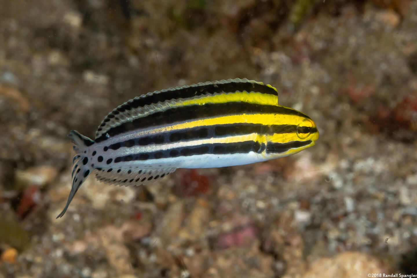 Meiacanthus grammistes (Striped Fangblenny)