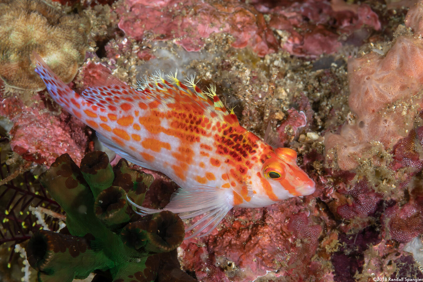 Cirrhitichthys falco (Dwarf Hawkfish)