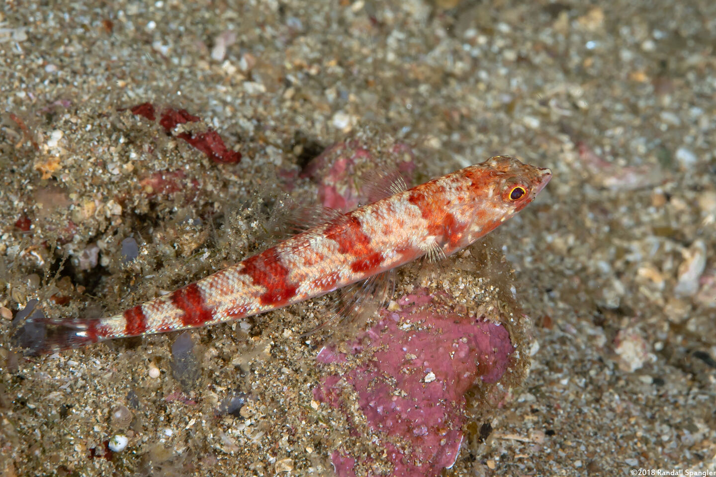 Synodus binotatus (Twospot Lizardfish)