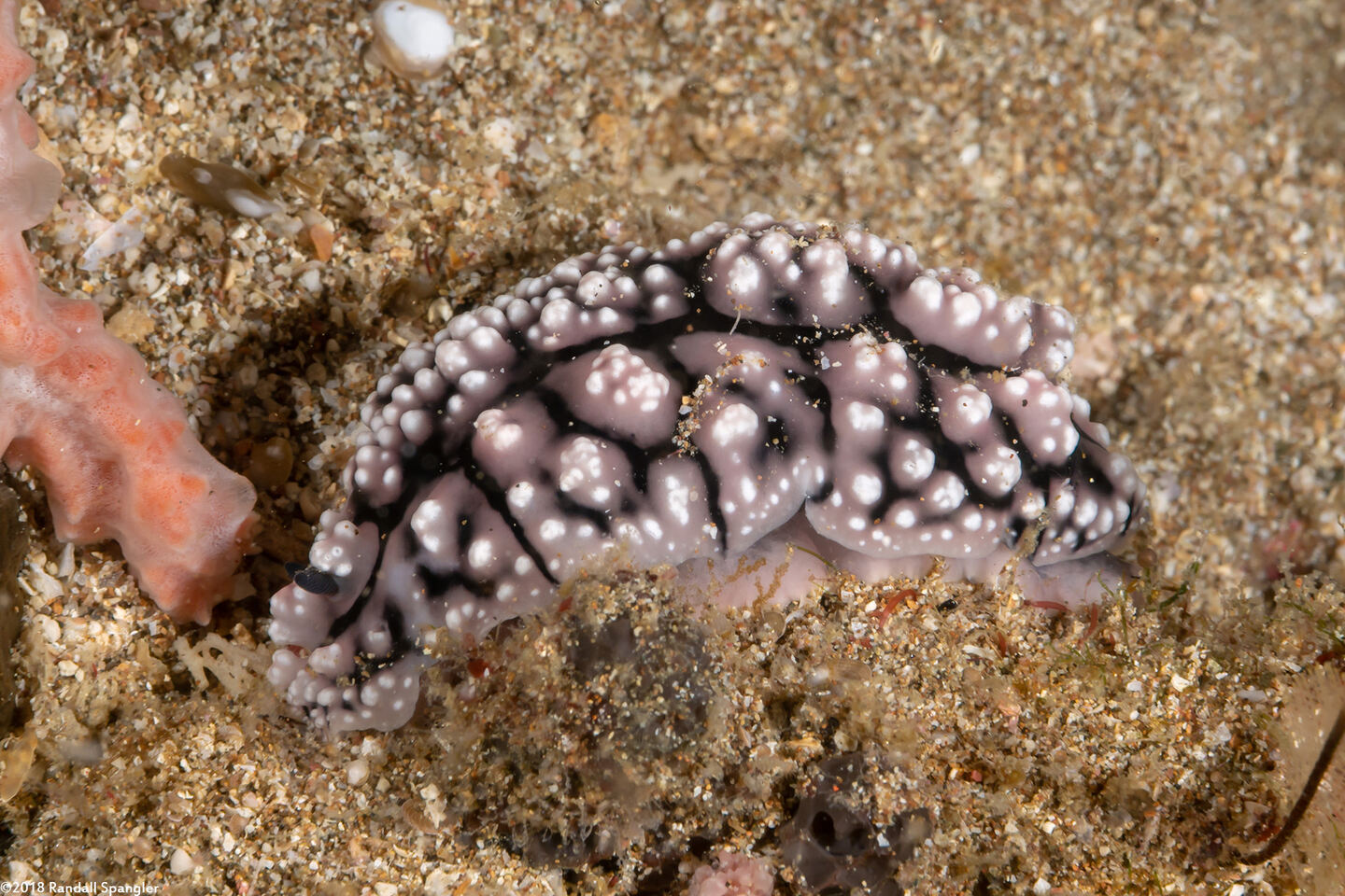 Phyllidiopsis fissurata (Phyllidiopsis Fissurata)