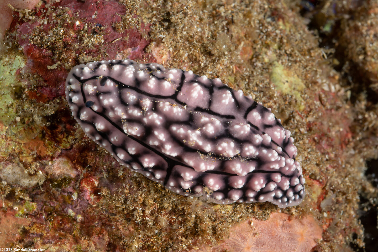 Phyllidiopsis fissurata (Phyllidiopsis Fissurata)