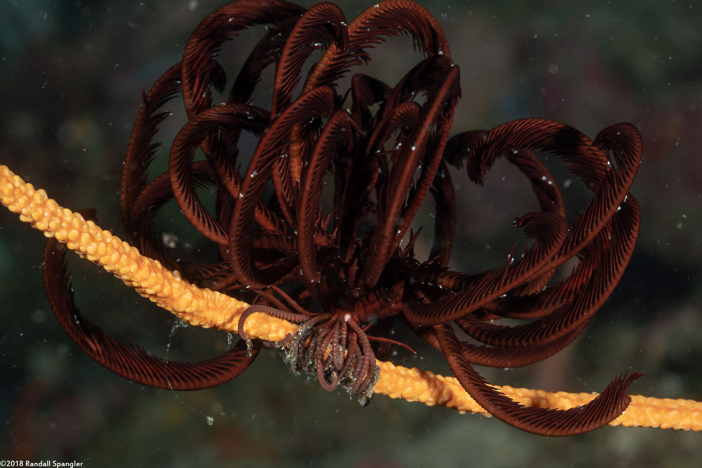 Himerometra robustipinna (Robust Feather Star)